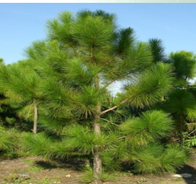 mti wa chinese pine